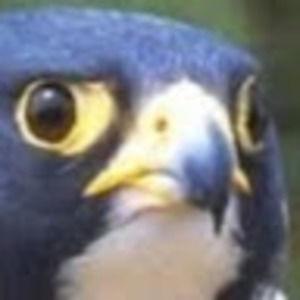 Meet your Posher, Richard